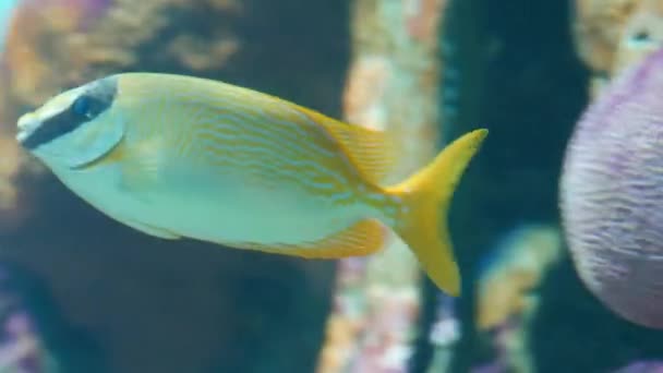 Gros Plan Beau Poisson Dans Aquarium Sur Décoration Des Plantes — Video
