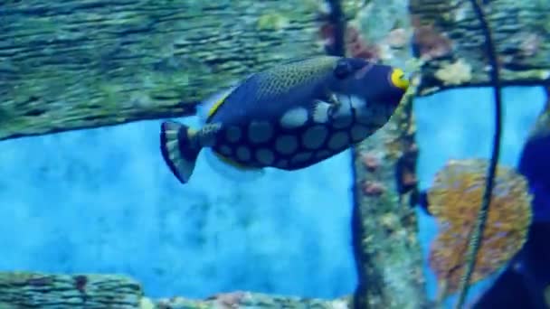 关闭美丽的鱼在水族馆的水生植物装饰背景 — 图库视频影像