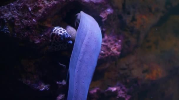 水生の装飾に水族館の美しい魚をクローズ アップ植物の背景 — ストック動画