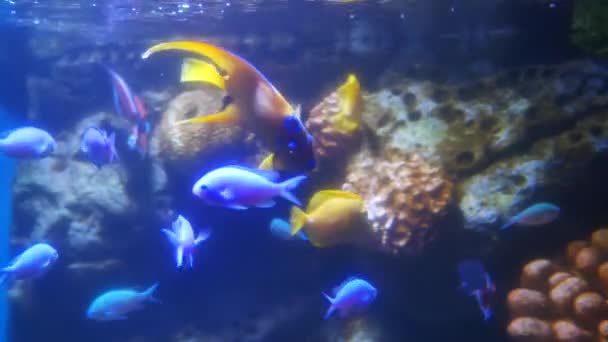 Schöne Fische Aquarium Auf Der Dekoration Von Wasserpflanzen Hintergrund Ein — Stockvideo