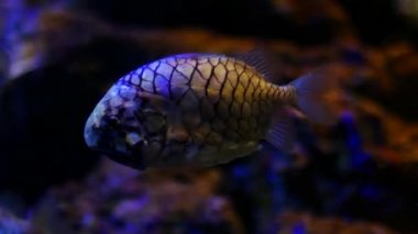 Güzel balık içinde belgili tanımlık akvaryum dekorasyon su üzerinde arka plan bitki. Renkli balık balık tank.