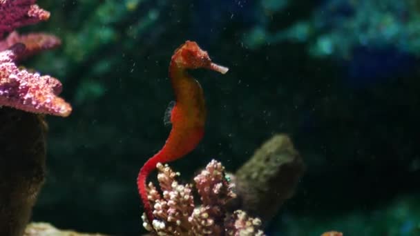 Seahorse Aquarium Fish Tank Decoration — Stock Video