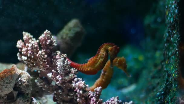 Seahorse Στο Ενυδρείο Δεξαμενή Ψαριών Διακόσμηση — Αρχείο Βίντεο