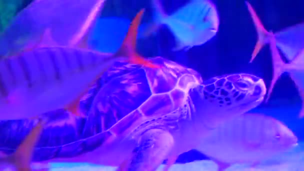 Зелена Черепаха Плаває Резервуарі Води — стокове відео