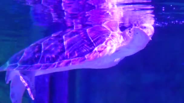 Πράσινη Χελώνα Κολυμπά Δεξαμενή Νερού — Αρχείο Βίντεο