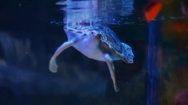 Grön Havssköldpadda Simmar Vattentanken — Stockvideo