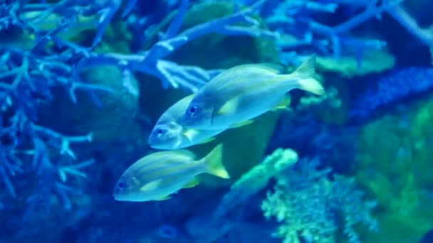 Beau Poisson Dans Aquarium Sur Décoration Des Plantes Aquatiques Fond — Video