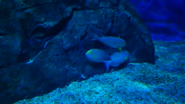 美丽的鱼在水族箱上装饰水生植物的背景 鱼缸里的五彩鱼 — 图库视频影像