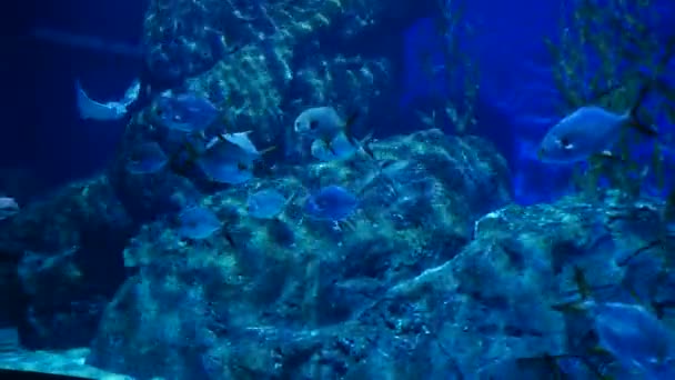 美丽的鱼在水族箱上装饰水生植物的背景 鱼缸里的五彩鱼 — 图库视频影像