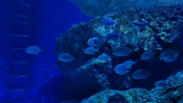 Mooie Vissen Het Aquarium Aan Decoratie Van Aquatische Planten Achtergrond — Stockvideo