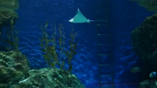 Beau Poisson Dans Aquarium Sur Décoration Des Plantes Aquatiques Fond — Video