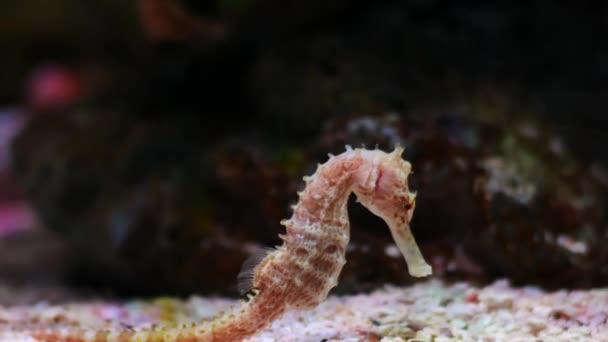 Seahorse Akwarium Akwarium Ozdoba — Wideo stockowe