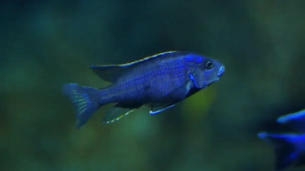 Schöne Fische Aquarium Auf Der Dekoration Von Wasserpflanzen Hintergrund Ein — Stockvideo