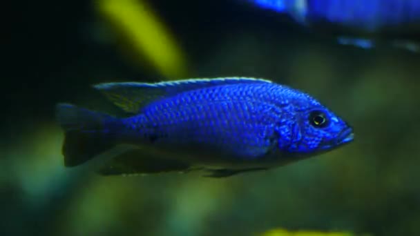 Mooie Vissen Het Aquarium Aan Decoratie Van Aquatische Planten Achtergrond — Stockvideo