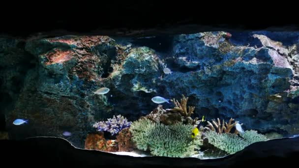 Beau Poisson Dans Aquarium Sur Décoration Des Plantes Aquatiques Fond — Video