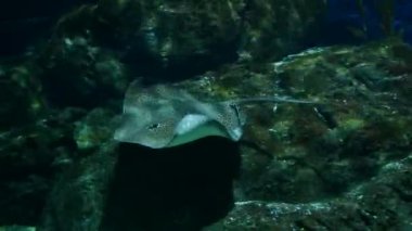 Güzel balık içinde belgili tanımlık akvaryum dekorasyon su üzerinde arka plan bitki. Renkli balık balık tank.