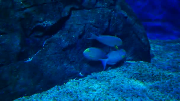 Mooie Vissen Het Aquarium Aan Decoratie Van Aquatische Planten Achtergrond — Stockvideo