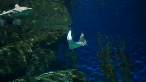 Mooie Vissen Het Aquarium Aan Decoratie Van Aquatische Planten Achtergrond — Stockvideo