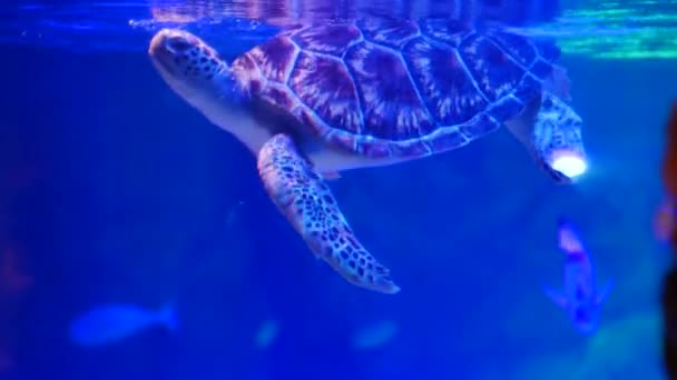Green Turtle Swims Water Tank — Stock Video