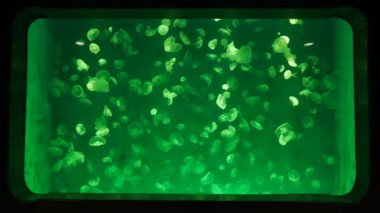 Yakın çekim denizanası, Medusa fish tank neon ışık ile. 