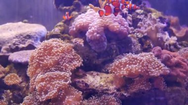 Balık ve mercan ile sualtı dünyasında güzel deniz çiçek.