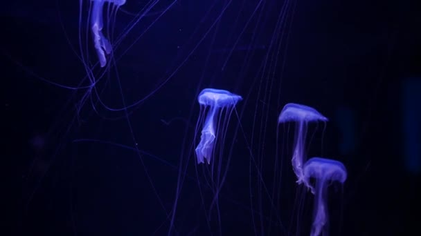 Nahaufnahme Quallen Medusa Fischbecken Mit Neonlicht — Stockvideo