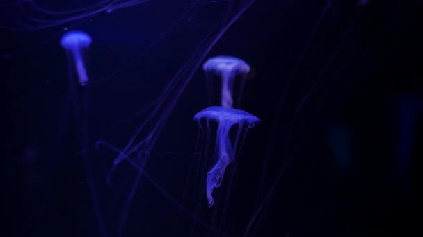 Close Kwallen Medusa Aquarium Met Neon Licht — Stockvideo