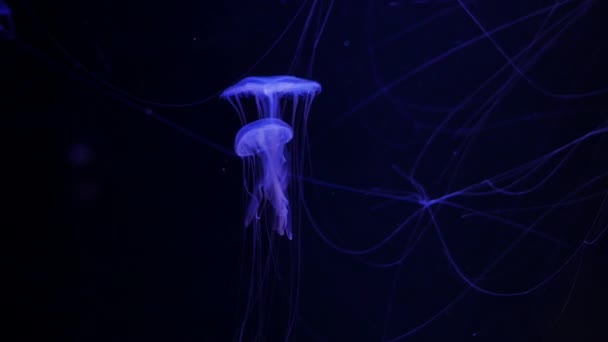 Zbliżenie Jellyfish Medusa Akwarium Neon Light — Wideo stockowe