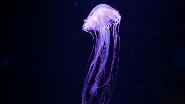 Jellyfish Close Medusa Tanque Peixe Com Luz Néon — Vídeo de Stock