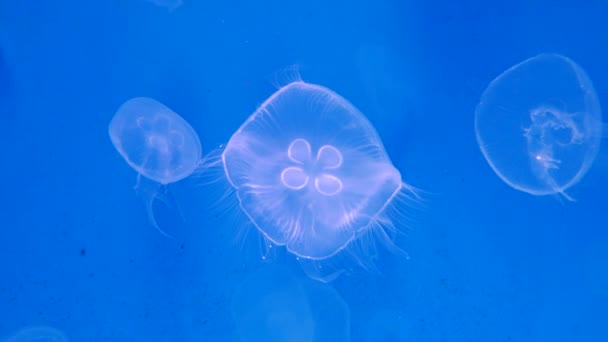 Gros Plan Méduses Méduse Dans Aquarium Avec Néon — Video