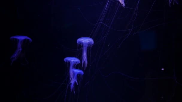 Close Kwallen Medusa Aquarium Met Neon Licht — Stockvideo
