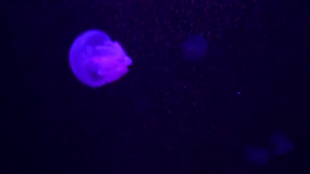 Nahaufnahme Quallen Medusa Fischbecken Mit Neonlicht — Stockvideo