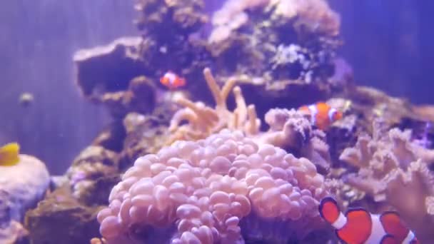 Beautiful Sea Flower Underwater World Corals Fish — Stock Video