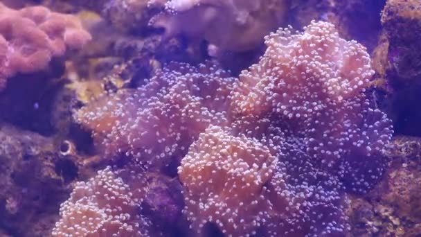 Beautiful Sea Flower Underwater World Corals Fish — Stock Video