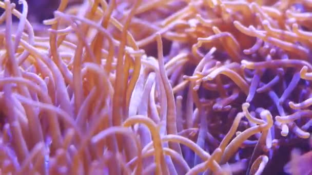Prachtige Zee Bloem Onderwaterwereld Met Koralen Vissen — Stockvideo
