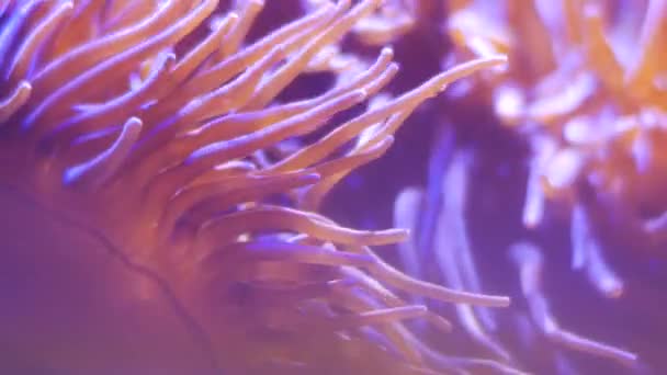 Bellissimo Fiore Mare Nel Mondo Sottomarino Con Coralli Pesci — Video Stock