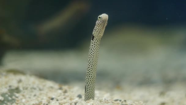 Spotted Garden Eel Heteroconger Hassi Omhoog Omlaag Gaan Aquarium — Stockvideo