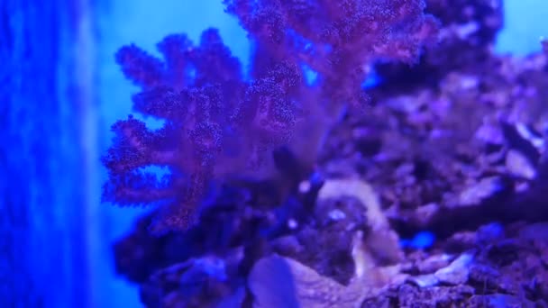 Hermosa Flor Marina Mundo Submarino Con Corales Peces — Vídeos de Stock