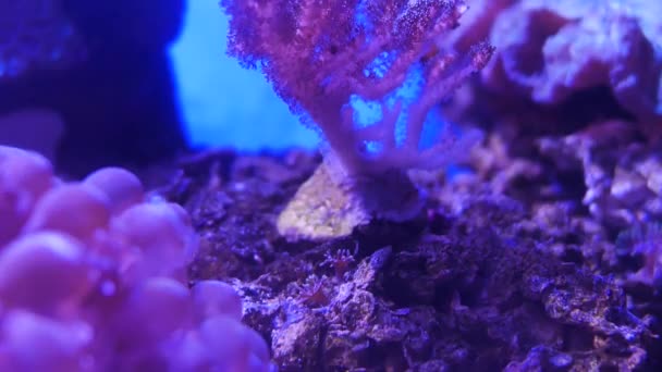 Bunga Laut Yang Indah Dunia Bawah Air Dengan Karang Dan — Stok Video