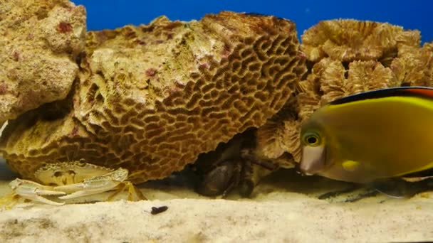 Schöne Fische Wassertank — Stockvideo