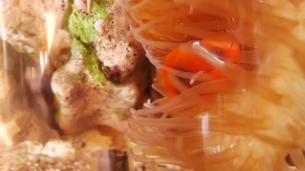 Красивая Рыба Аквариуме — стоковое видео