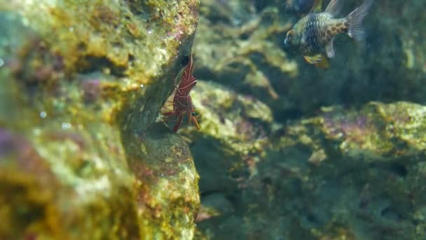 Hinge Beak Shrimp Beautiful Small Shrimp Fish Tank — Stock Video