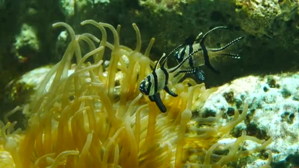 Beau Poisson Dans Réservoir Eau — Video