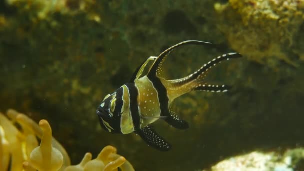 Schöne Fische Wassertank — Stockvideo