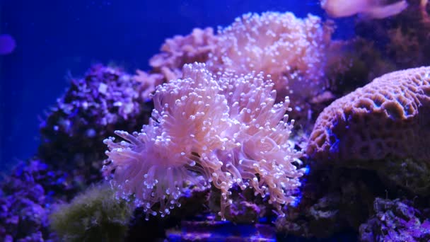 Vackra Havet Blomma Undervattensvärlden Med Koraller — Stockvideo