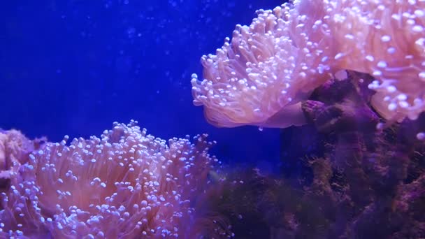 Belle Fleur Mer Dans Monde Sous Marin Avec Des Coraux — Video