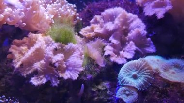Mercan sualtı dünyasında güzel deniz çiçek.
