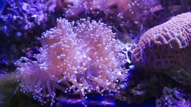 美丽的海花在水下世界与珊瑚 — 图库视频影像