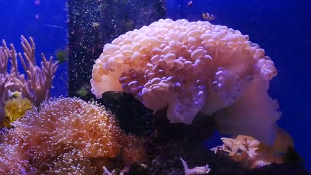 Vakker Sjøblomst Undervannsverden Med Koraller – stockvideo