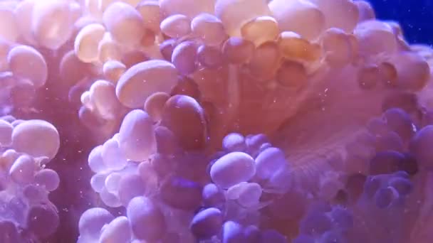 Hermosa Flor Marina Mundo Submarino Con Corales — Vídeos de Stock
